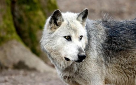 Θεσσαλονίκη: Λύκοι έφτασαν μέχρι την πόρτα σπιτιού στο Πανόραμα