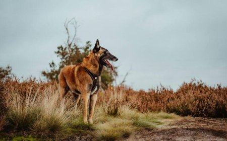 Σέρρες: Η Roxy «κάρφωσε» δέμα με κάνναβη