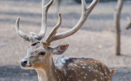 Νέα Υόρκη: Ελάφι εισέβαλε σε τράπεζα από το παράθυρο