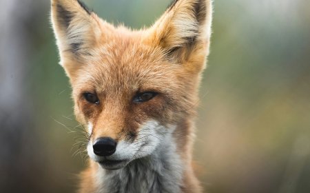 Αλεπού στο Παγκράτι: Βόλτα στους δρόμους της περιοχής