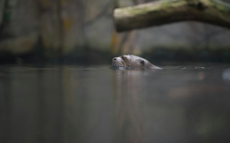 Φώκιες στην Εύβοια: Σπάνια εικόνα στο λιμάνι