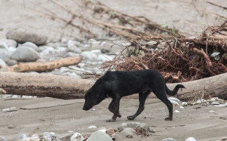 Κακοκαιρία Ηράκλειο Κρήτης: Ποτάμια οι δρόμοι στο χωριό Αγία Βαρβάρα