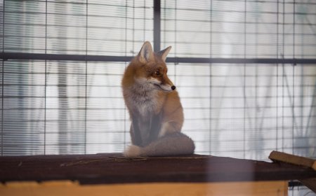 Αλεπού Κολωνάκι: Νυχτερινές περιπλανήσεις στο κέντρο της Αθήνας