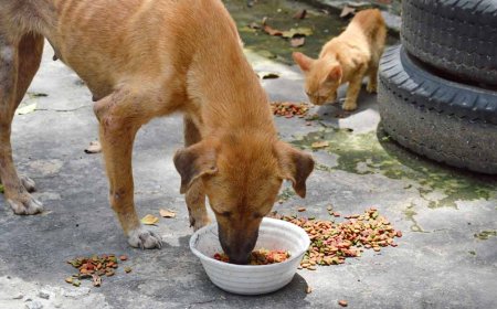 Καβάλα: Απολογισμός διαχείρισης αδέσποτων ζώων 2024 – 2025