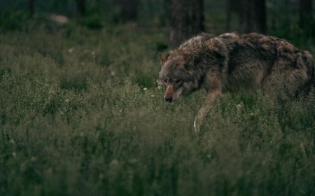 Λύκοι Θεσσαλονίκη: Αγέλη αναζητά τροφή σε κατοικημένες περιοχές