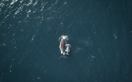 Φάλαινα Παγασητικός: Πιθανώς τραυματισμένη και σε κίνδυνο λέει το Λιμεναρχείο Βόλου