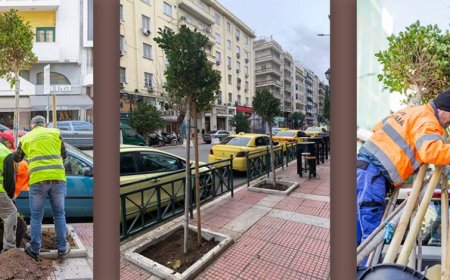 Φύτευση νέων δέντρων στο Πασαλιμάνι – Συνεχιζόμενες δράσεις πρασίνου από τον Δήμο Πειραιά