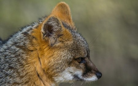 Αλεπού στο Μαξίμου: Δείτε βίντεο