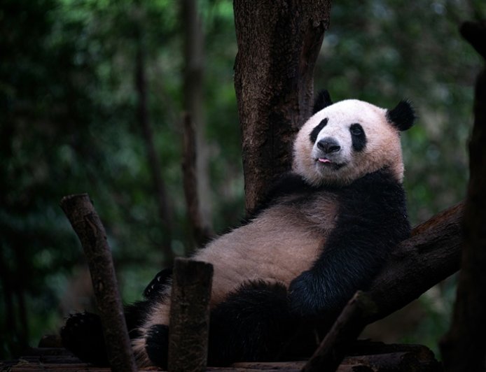 Ιστορική γέννηση γιγάντιου πάντα στην Ινδονησία