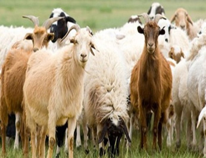 “Ποδαρικό” με νέα κρούσματα ευλογιάς έκανε το 2026 στην Περιφέρεια Αν. Μακεδονίας – Θράκης