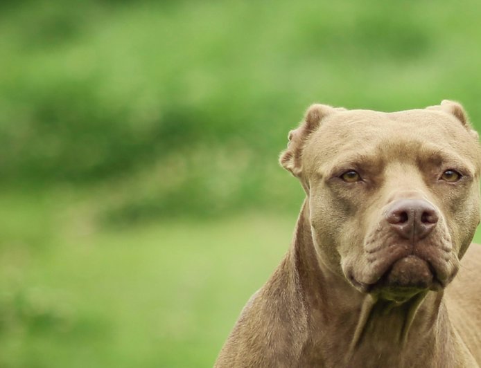Ληστεία με πίτμπουλ: Τα σημάδια από τα δαγκώματα