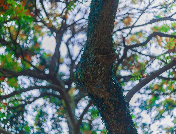 Δήμος Φυλής: Βιώσιμη ανάπλαση για Κέντρο και Ζωφριά