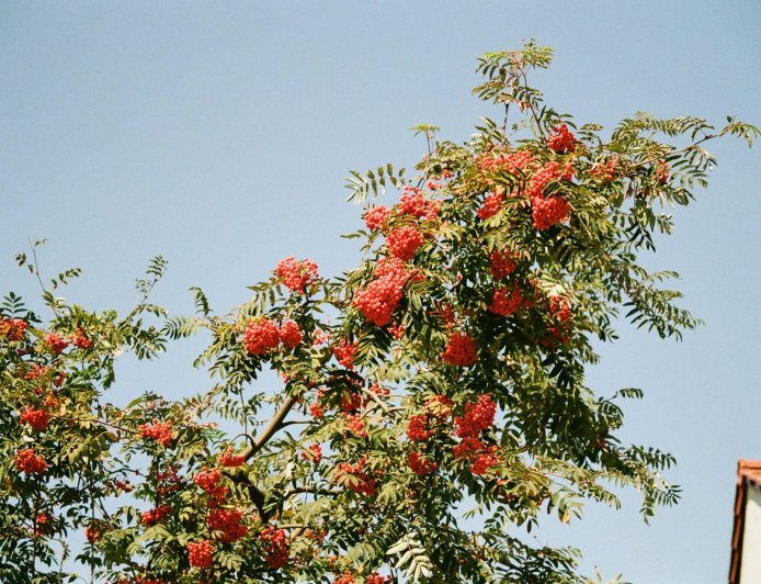 Αλκυονίδες μέρες 2026: Πόσο θα κρατήσουν, η πρόβλεψη Καντερέ