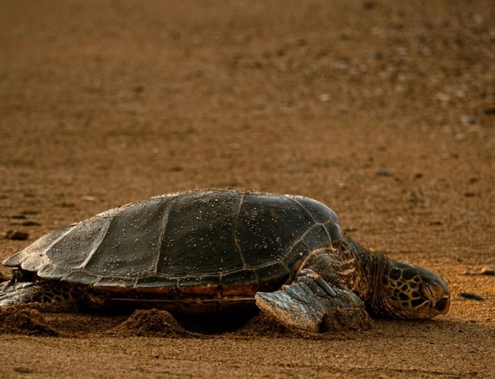 Υπάλληλοι κλωτσούν και πετούν το κουφάρι θαλάσσιας χελώνας στην Κύπρο