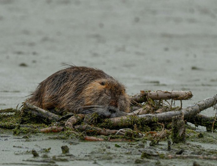 Κυκλοφοριακή καθυστέρηση λόγω… κάστορα σε αυτοκινητόδρομο των ΗΠΑ