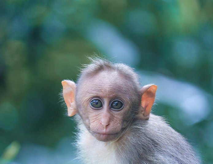 Mικρός ταραξίας στο Τενεσί
