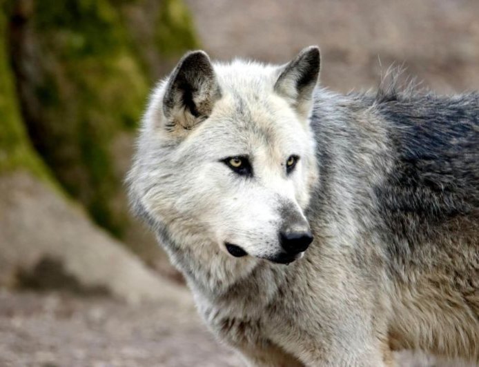Θεσσαλονίκη: Λύκοι έφτασαν μέχρι την πόρτα σπιτιού στο Πανόραμα