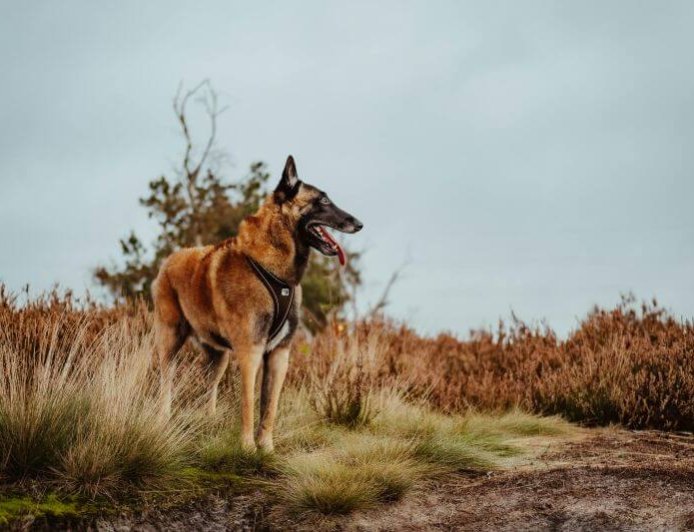 Σέρρες: Η Roxy «κάρφωσε» δέμα με κάνναβη