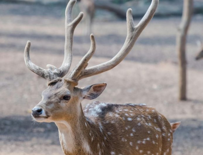 Νέα Υόρκη: Ελάφι εισέβαλε σε τράπεζα από το παράθυρο