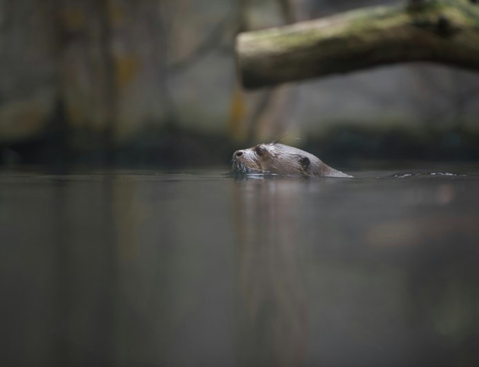 Φώκιες στην Εύβοια: Σπάνια εικόνα στο λιμάνι