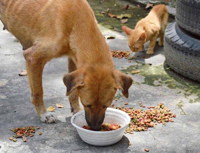 Καβάλα: Απολογισμός διαχείρισης αδέσποτων ζώων 2024 – 2025