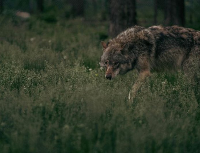 Λύκοι Θεσσαλονίκη: Αγέλη αναζητά τροφή σε κατοικημένες περιοχές