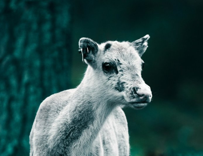Ένα μοσχαράκι στον καναπέ: Πώς μια οικογένεια στο Κεντάκι έσωσε νεογέννητο από το πολικό ψύχος