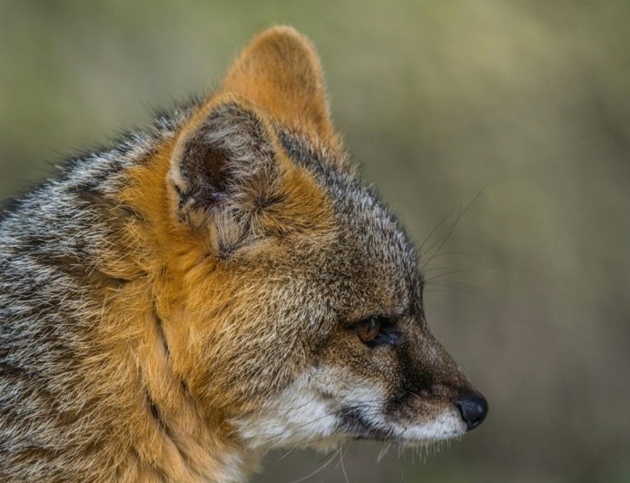 Αλεπού στο Μαξίμου: Δείτε βίντεο