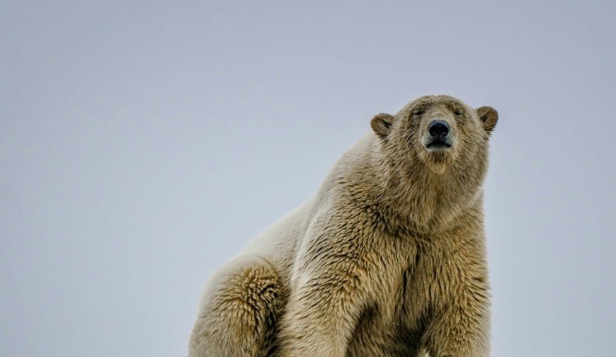 Γιατί ο Τραμπ θέλει τη Γροιλανδία: Και τελικά, μπορεί να την πάρει;
