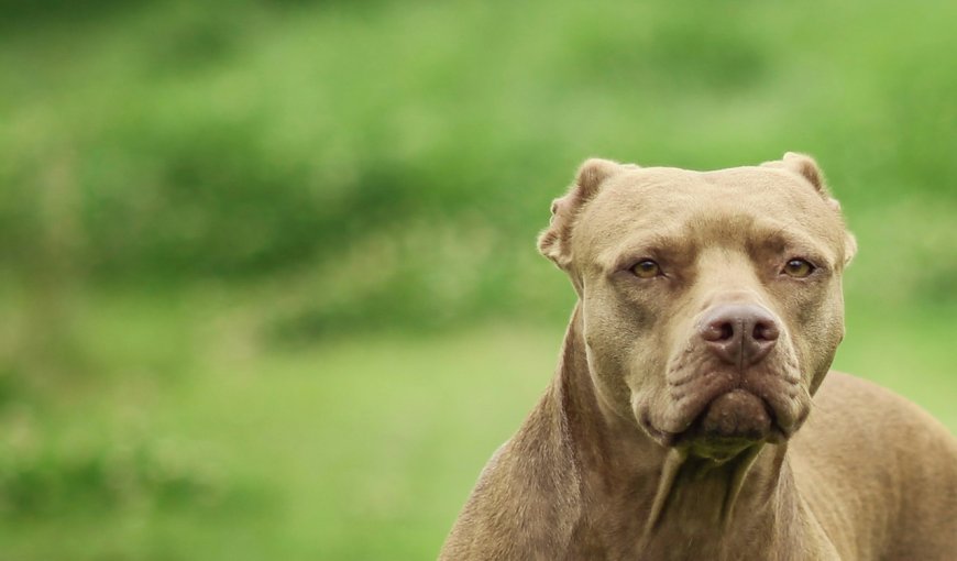 Ληστεία με πίτμπουλ: Τα σημάδια από τα δαγκώματα