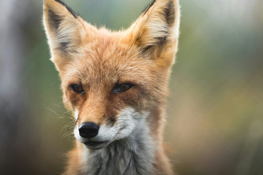 Viral: Μια αλεπού κι ένα έλκηθρο με… ψάρια