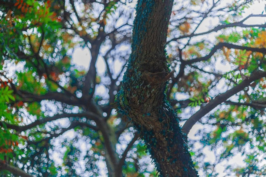 Δήμος Φυλής: Βιώσιμη ανάπλαση για Κέντρο και Ζωφριά
