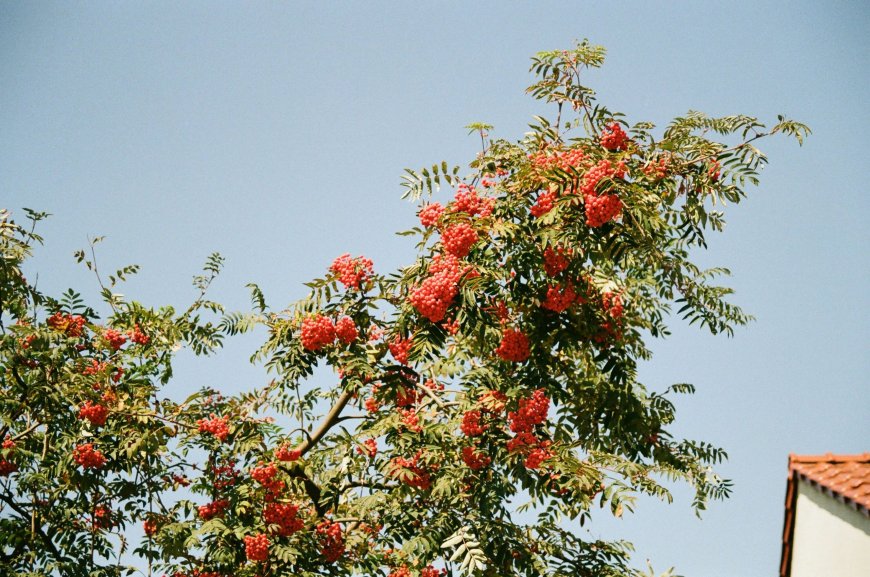 Αλκυονίδες μέρες 2026: Πόσο θα κρατήσουν, η πρόβλεψη Καντερέ