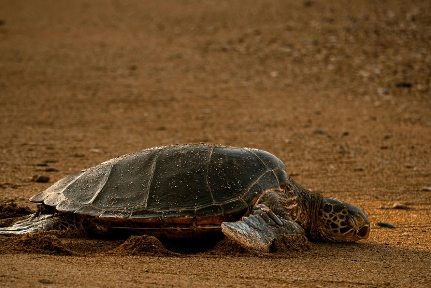 Υπάλληλοι κλωτσούν και πετούν το κουφάρι θαλάσσιας χελώνας στην Κύπρο
