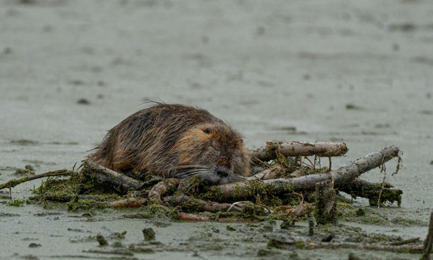 Κυκλοφοριακή καθυστέρηση λόγω… κάστορα σε αυτοκινητόδρομο των ΗΠΑ