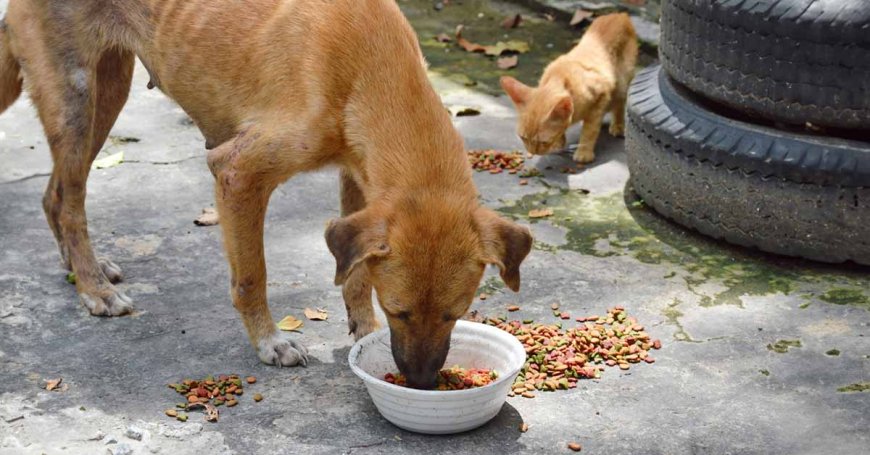Καβάλα: Απολογισμός διαχείρισης αδέσποτων ζώων 2024 – 2025