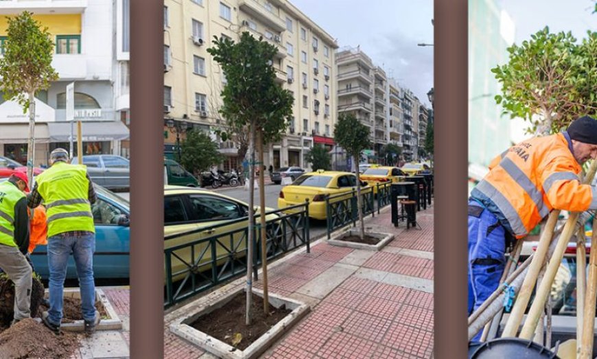 Φύτευση νέων δέντρων στο Πασαλιμάνι – Συνεχιζόμενες δράσεις πρασίνου από τον Δήμο Πειραιά