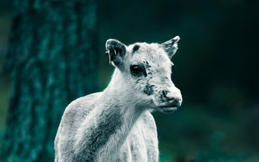 Ένα μοσχαράκι στον καναπέ: Πώς μια οικογένεια στο Κεντάκι έσωσε νεογέννητο από το πολικό ψύχος