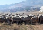 Επτά κρούσματα ευλογιάς αιγοπροβάτων στην Αν. Μακεδονία – Θράκη