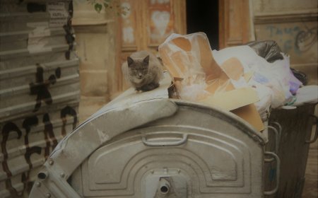 Εργαζόμενη καθαριότητας παρέδωσε γεμάτο πορτοφόλι: Μια πράξη σιωπηλής τιμής στους δρόμους της Κοζάνης