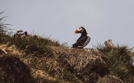 Μετρώντας θαλάσσιους παπαγάλους: Ζητούνται εθελοντές να ζήσουν σε απομονωμένο νησί