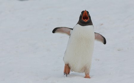 Πιγκουίνοι στο ζωολογικό κήπο του Πίτσμπουργκ «έκλεψαν» τις καρδιές με τα παιχνίδια τους στο χιόνι