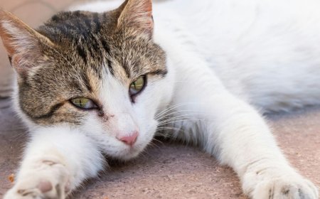 Δάγκωσε το αυτί: Γυναίκα στη Θεσσαλονίκη επιτέθηκε στον σύντροφό της για μία γάτα