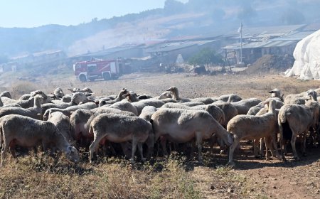 Επτά κρούσματα ευλογιάς αιγοπροβάτων στην Αν. Μακεδονία – Θράκη