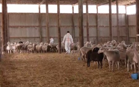 Στρατιωτικοί κτηνίατροι στη μάχη κατά της ευλογιάς αιγοπροβάτων