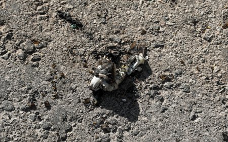 ΑΠΘ επεισόδια: Μολότοφ, κοντάρια και ναρκωτικά έξω από το Πανεπιστήμιο