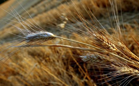 Καθαρισμός οικοπέδων 2026: Χρονοδιάγραμμα, πρόστιμα και νέες κυρώσεις για ιδιοκτήτες