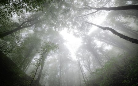 «Μονοπάτια Αναγέννησης» στην Πεντέλη – Πρωτοβουλία Δήμου Διονύσου και WWF