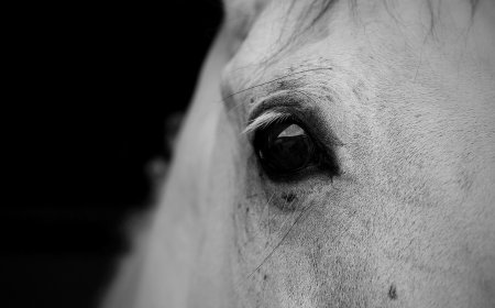 Άλογα στο Δέλτα Έβρου: Αγέλη διασχίζει τα ορμητικά νερά του φουσκωμένου ποταμού