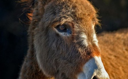 Τουρκία: Ληστής κλέβει κοσμήματα και… φεύγει καβάλα σε γαϊδούρι